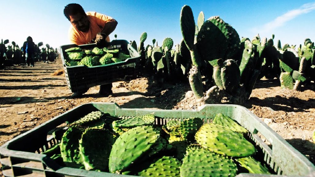 Nopales cactus