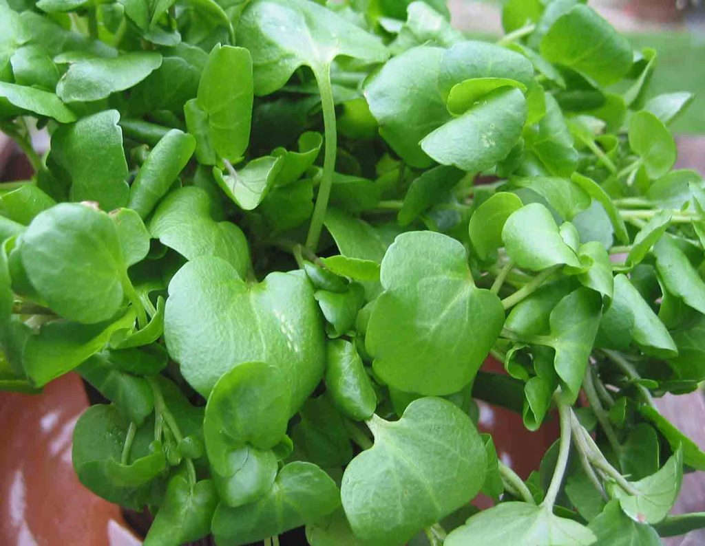 Nasturtium Leaves Alternatives for Watercress