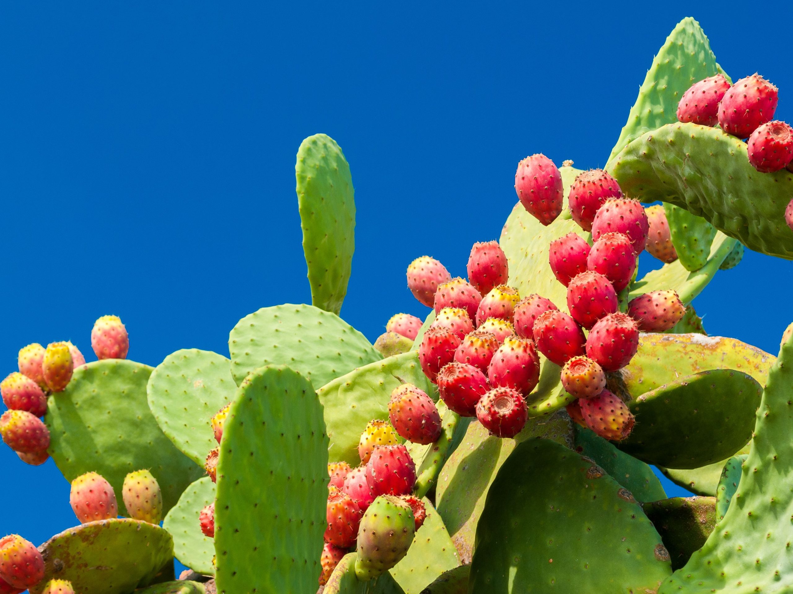 What does Nopales Cactus Taste Like and How do you eat it?