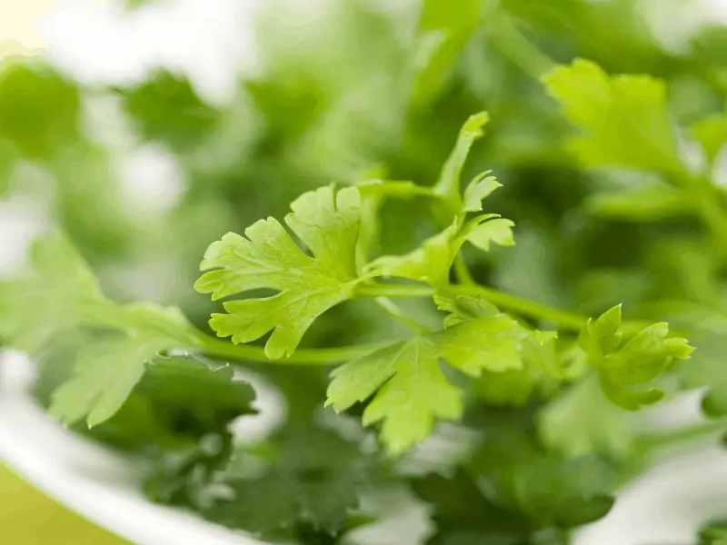 11 Cilantro Substitutes to Try