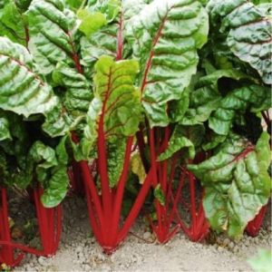 Swiss Chard 