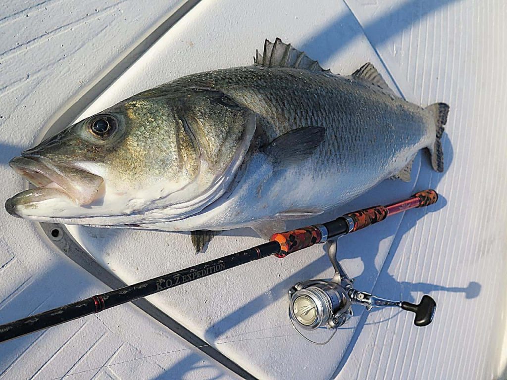 Barramundi