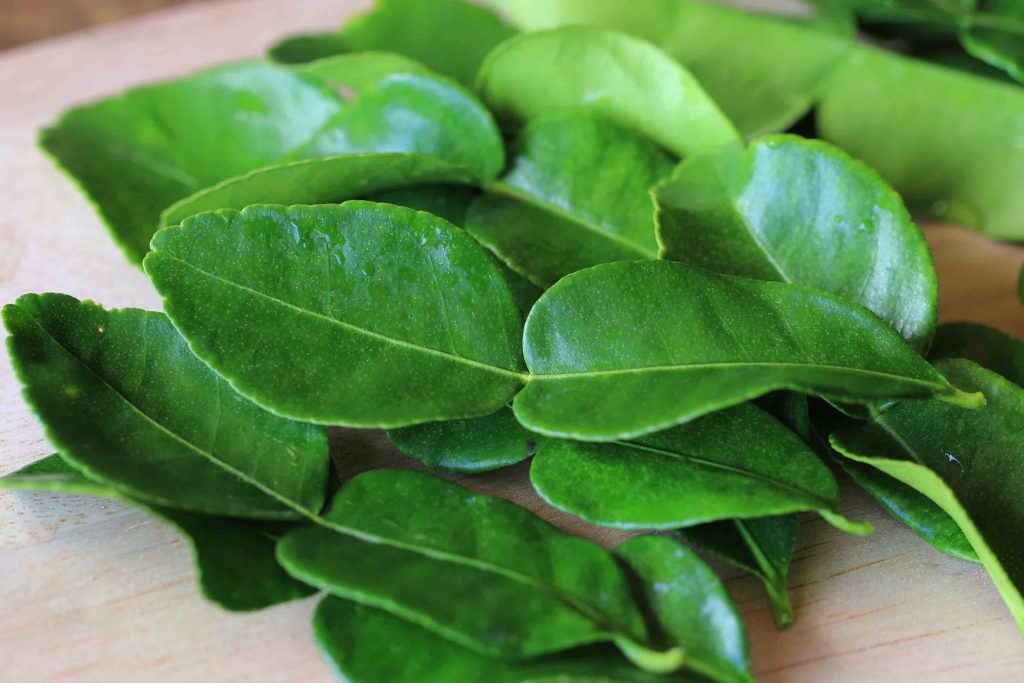 Dry for new kaffir lime leaves