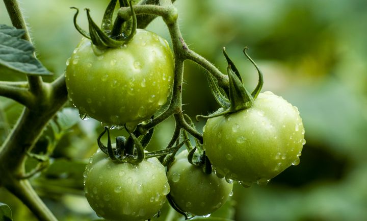 Green Tomatoes