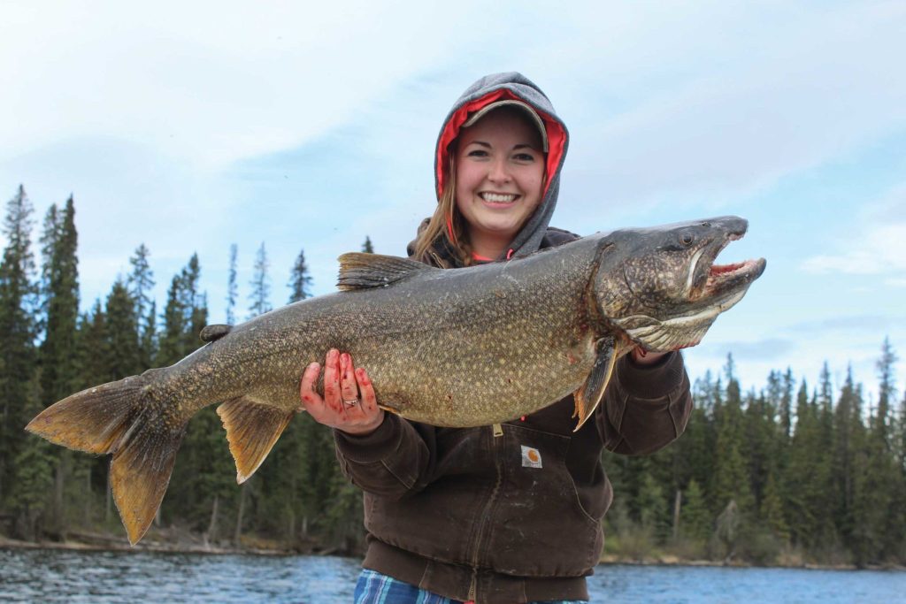 Lake trout