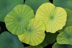 Lotus Leaves