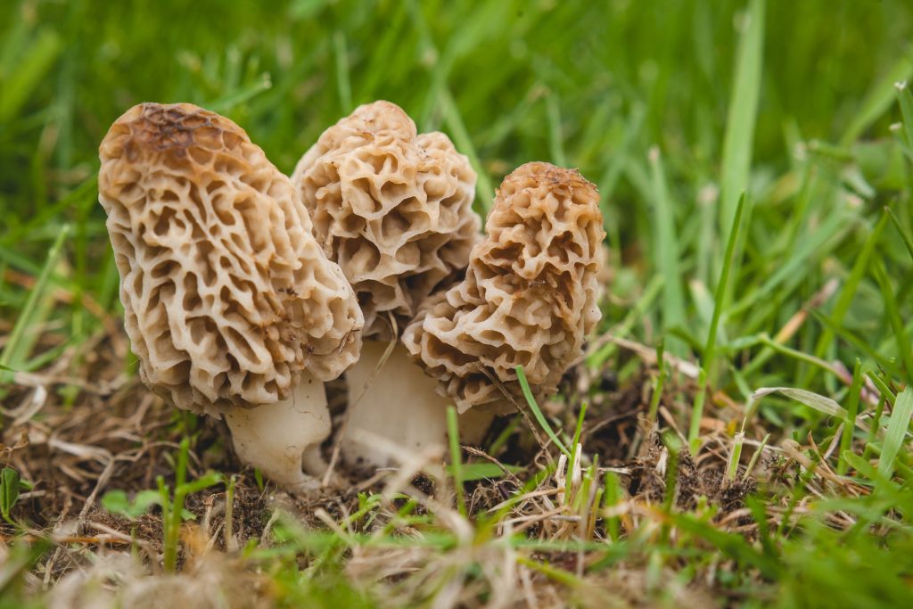 Morel Mushroom