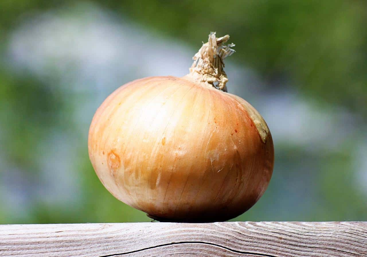 Most Suitable Onion for Spaghetti Sauce