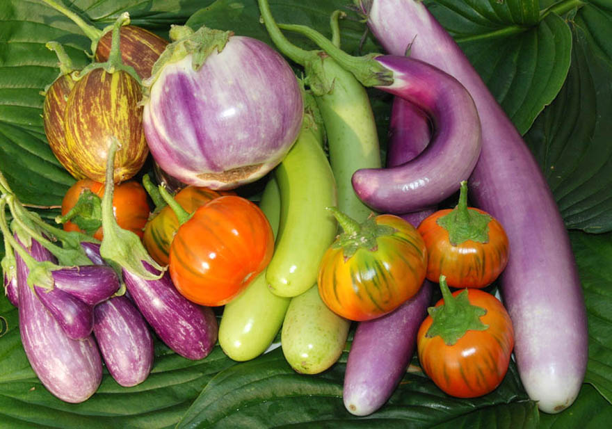 Other Eggplant Variants