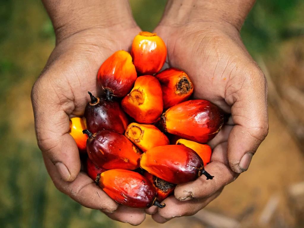 Palm Oil