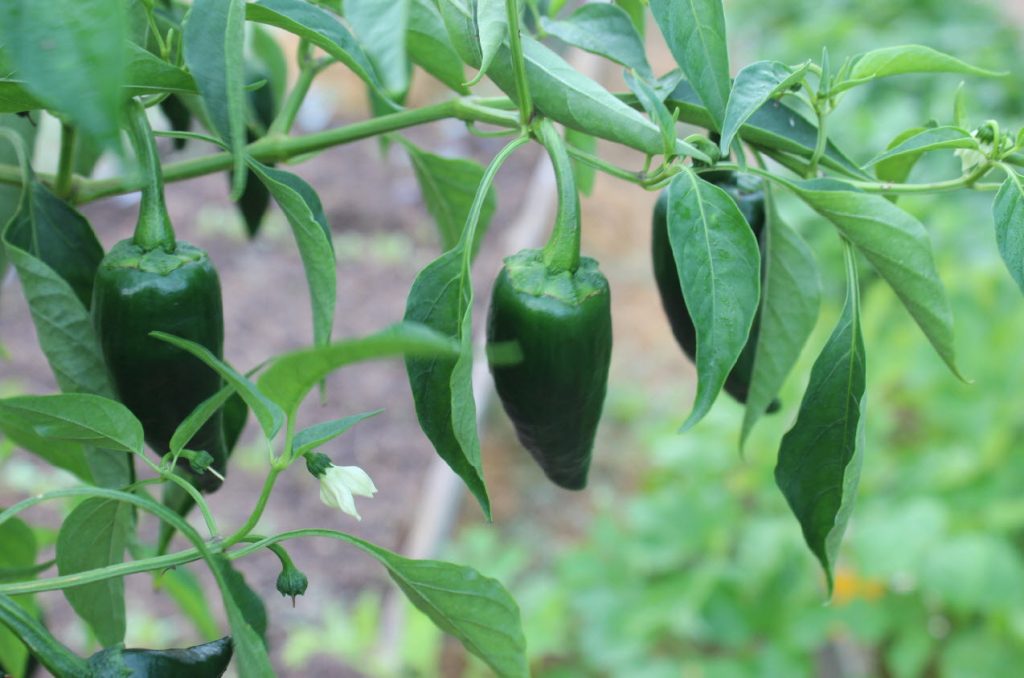 Red chime peppers