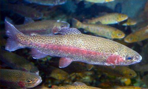 Rainbow Trout