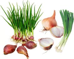 Scallions vs Green Onions vs Shallots