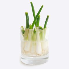 Scallions