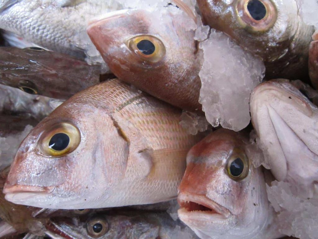 Sea Bream