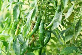 Serrano peppers