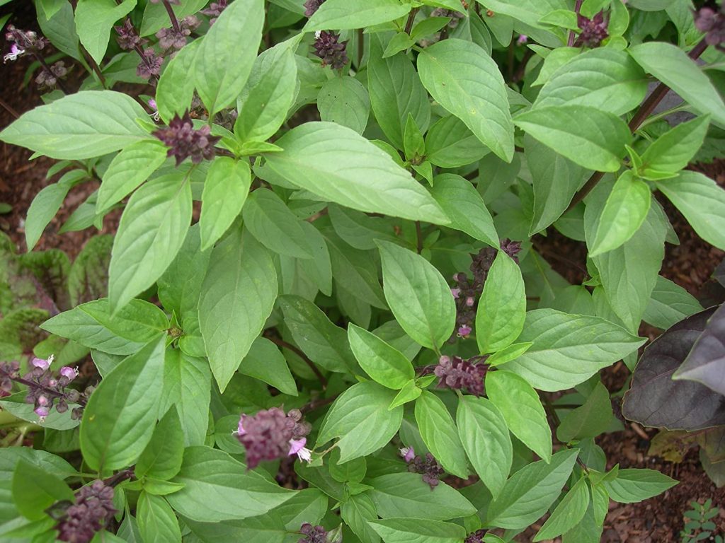 Thai basil