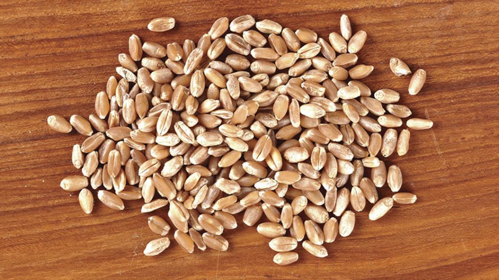 Wheat Berries