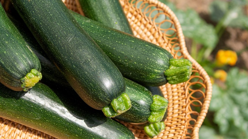 Zucchini