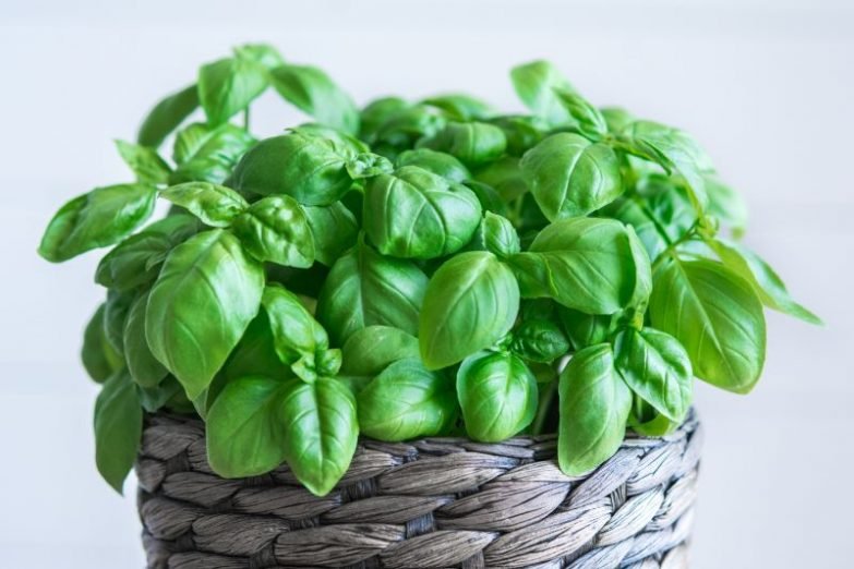 Basil