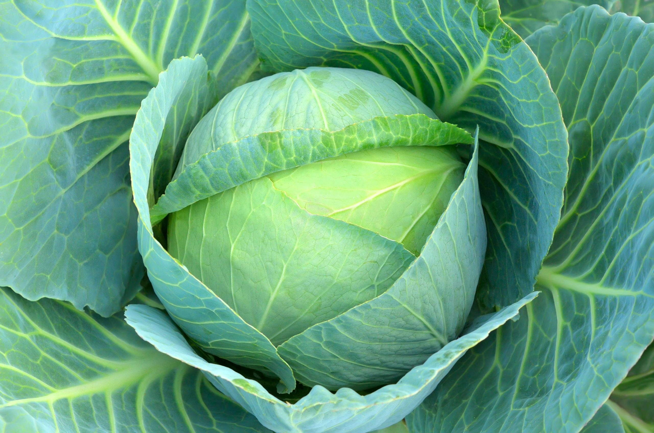 Substitutes for Cabbage: 11 Best Alternatives!