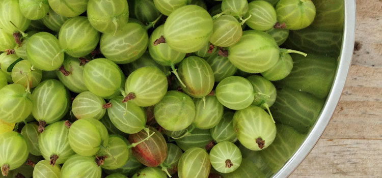 Gooseberries