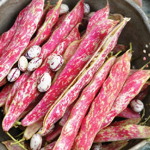 New cranberry beans