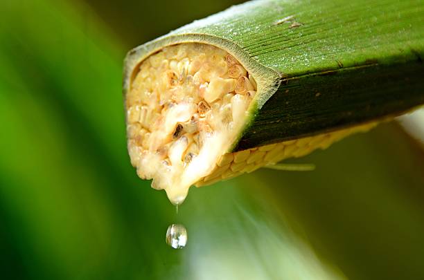 Nectar of coconuts