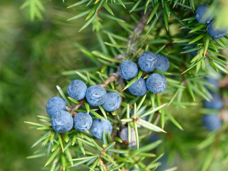 Juniper berries