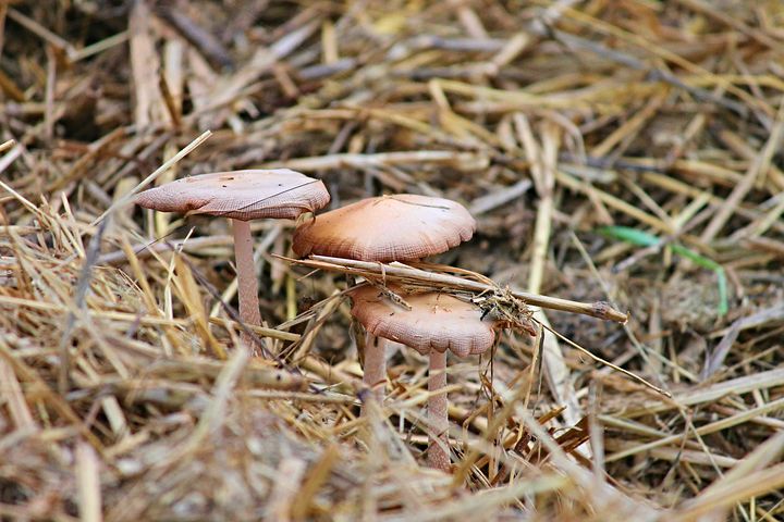 Does it really happen that mushrooms grow in manure? Is it okay to eat that?