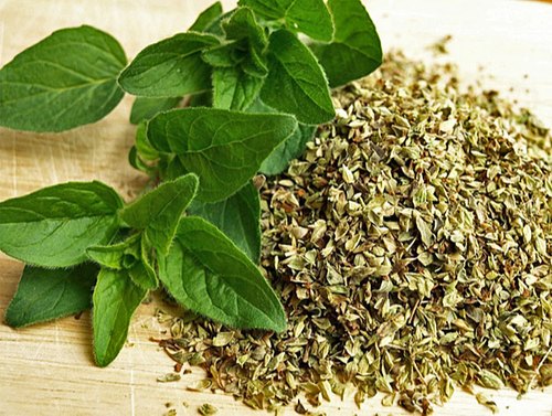 Oregano