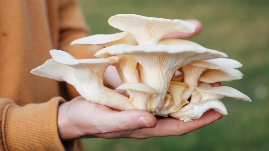 Oyster Mushrooms Substitutes