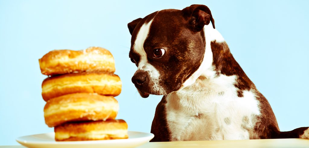 Dog Foods That Are Harmful