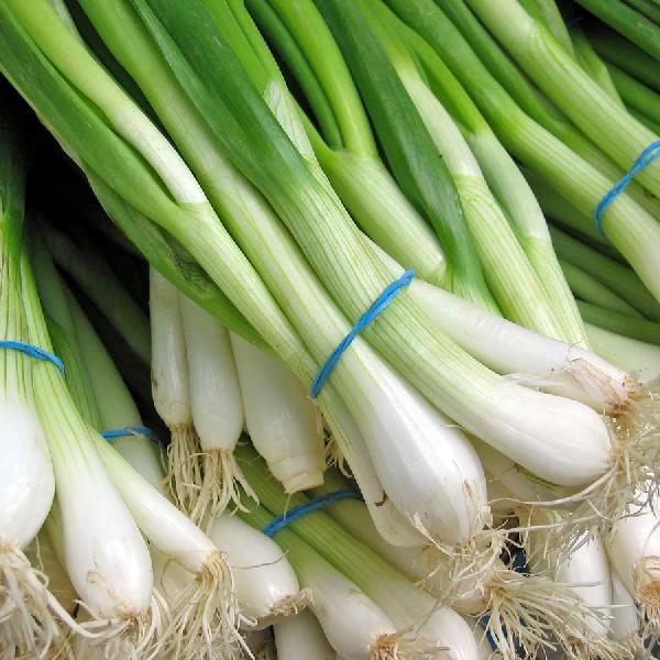 Characteristics of Spring Onions