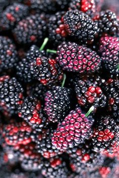 Blackberry Vs. Mulberry: Whats the Difference?