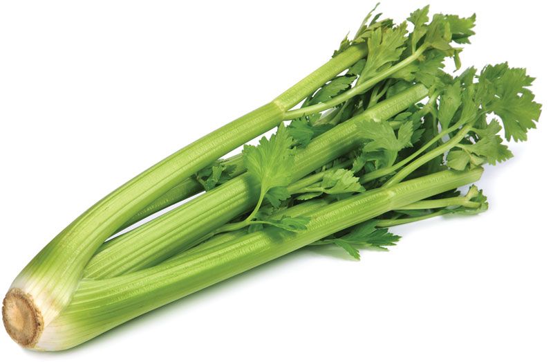 Celery