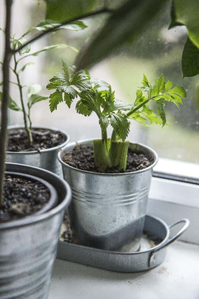 Celery leaves