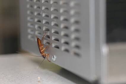 Could Roaches Survive in a Microwave