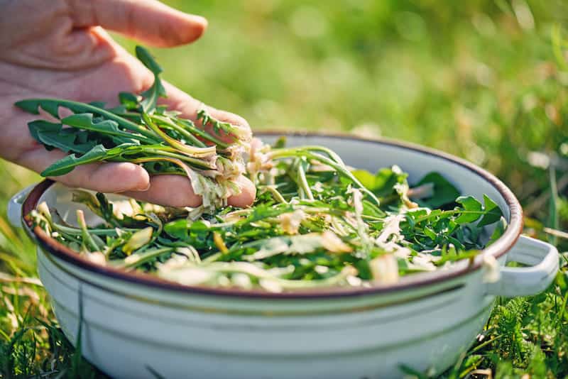 Dandelion greens