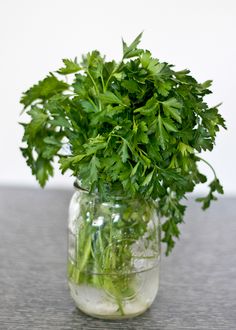 How to Store Cilantro Properly?