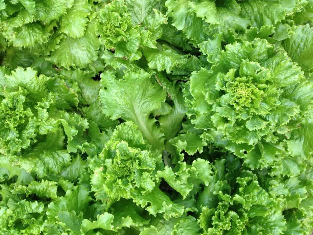 Mustard greens