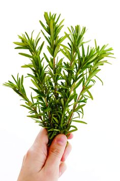 Rosemary