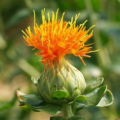 Safflower