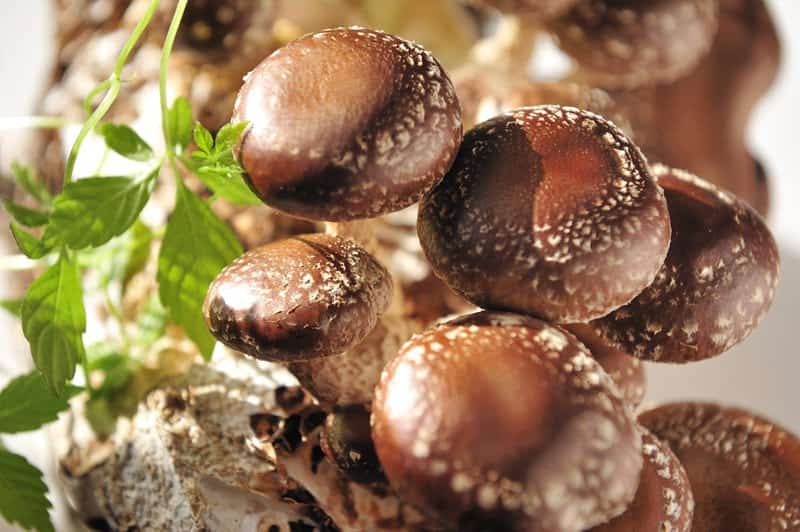 Shiitake mushrooms