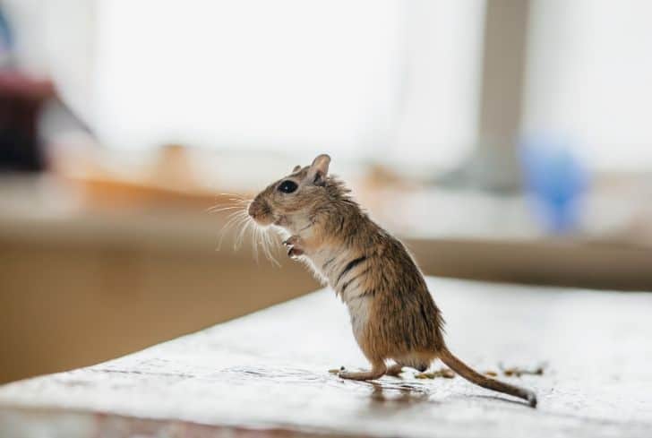 What To Do If You Have Mouse Droppings In Your Oven