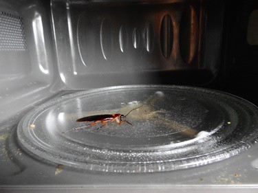 How to Get Rid of Bugs in Your Microwave