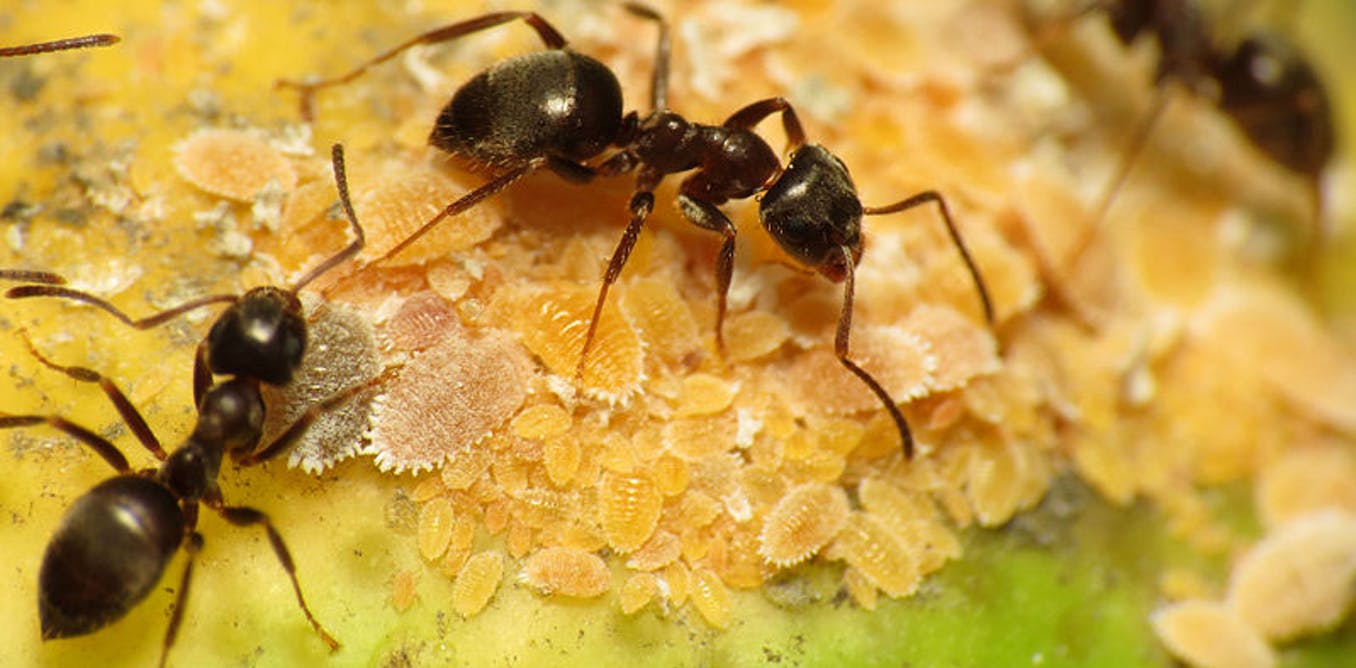 What Are The Best Ant Traps For The Kitchen?