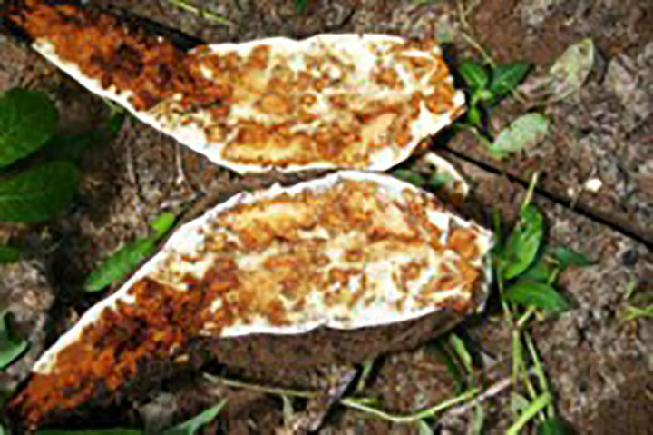 Cassava vs. Cassava - What's the difference?