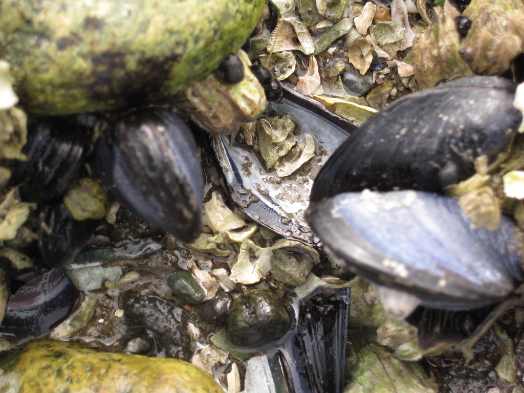 Green mussels vs. black mussels - What's the difference?