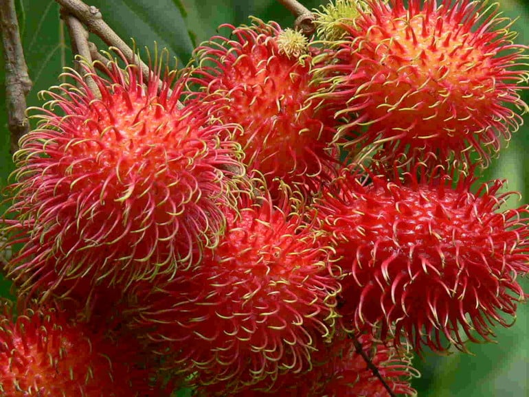 How to eat rambutan? - What does it taste like?